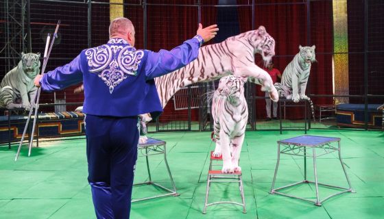 Цирк-шапито «Максимус»