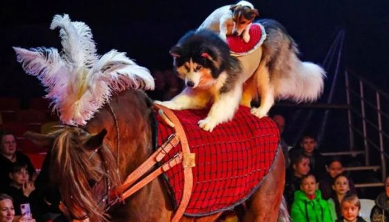 Цирк-шапито «Счастья»